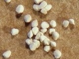 Foraminifera